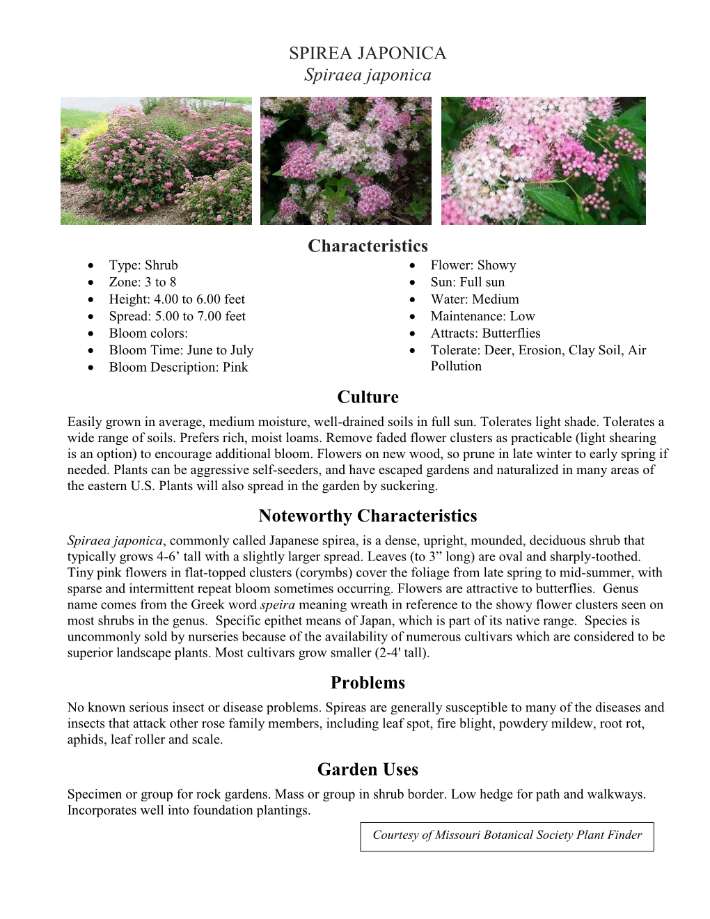 SPIREA JAPONICA Spiraea Japonica Characteristics Culture Noteworthy Characteristics Problems Garden Uses