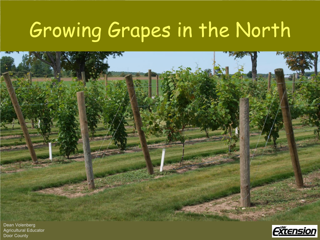 Growing Grapes in the North