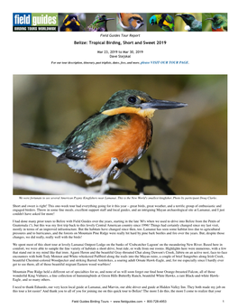 Belize: Tropical Birding, Short and Sweet 2019