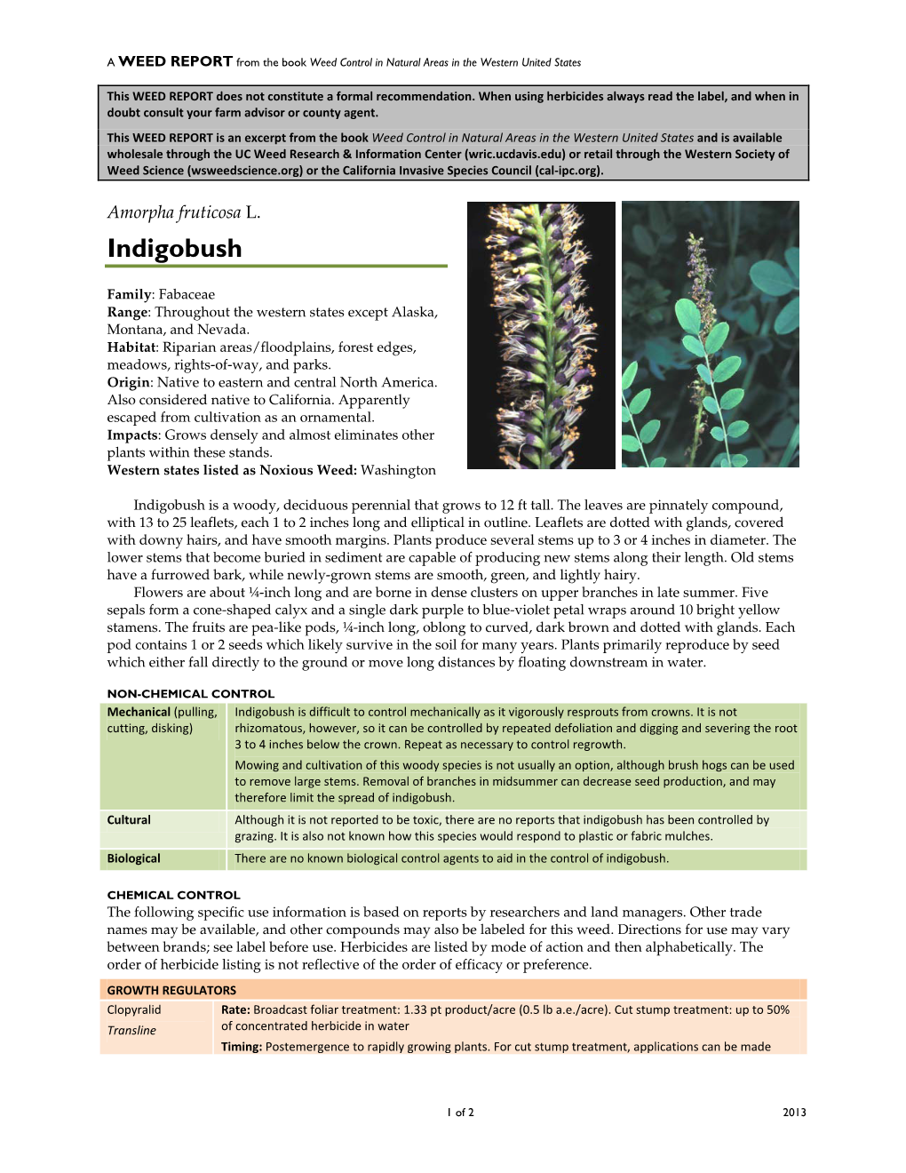 Amorpha Fruticosa L