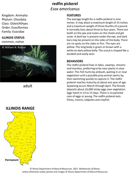 Redfin Pickerel Esox Americanus Kingdom: Animalia FEATURES Phylum: Chordata the Average Length for a Redfin Pickerel Is Nine Class: Osteichthyes Inches