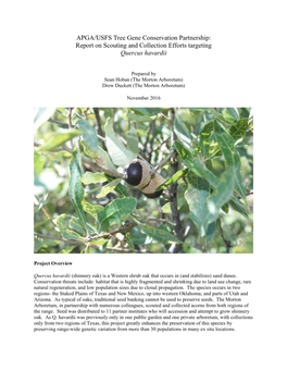 Report on Scouting and Collection Efforts Targeting Quercus Havardii