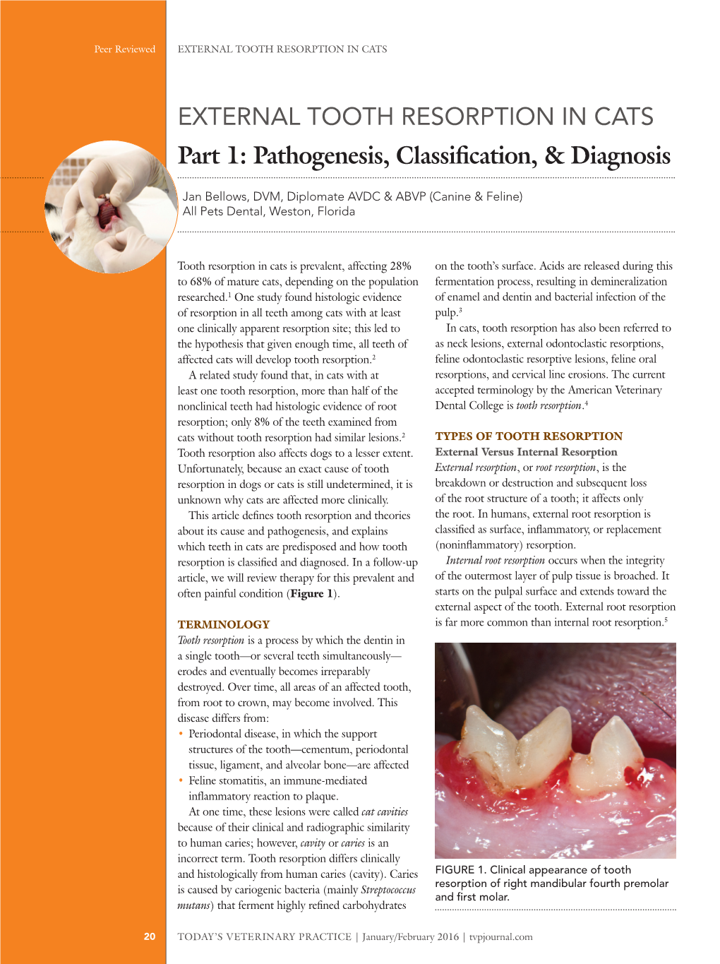 External Tooth Resorption in Cats Part 1: Pathogenesis, Classification, & Diagnosis