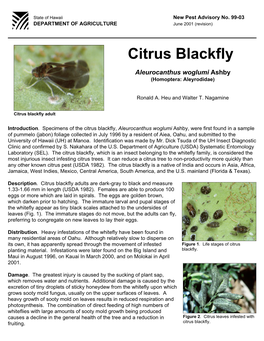 Citrus Blackfly