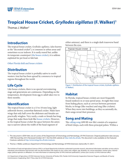 Tropical House Cricket, Gryllodes Sigillatus (F