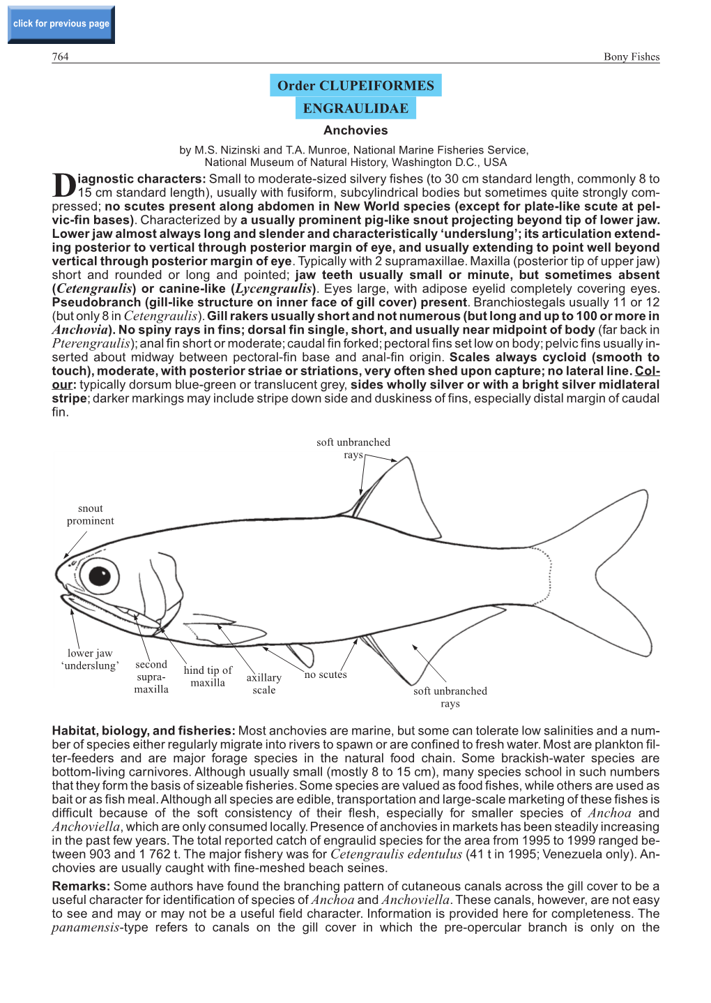 Order CLUPEIFORMES ENGRAULIDAE Anchovies by M.S