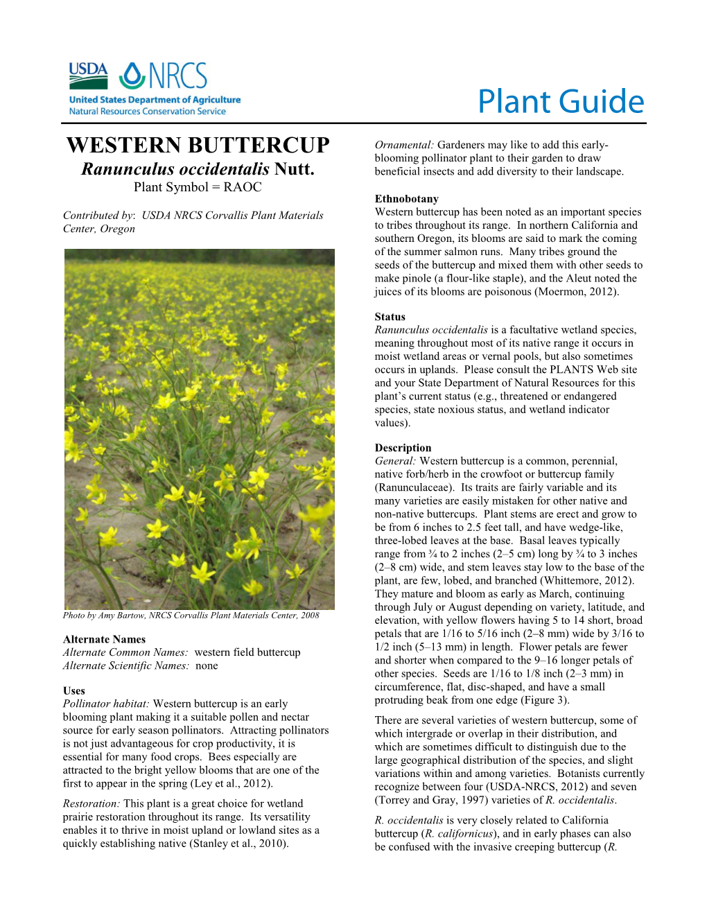 Western Buttercup (Ranunculus Occidentalis) Plant Guide