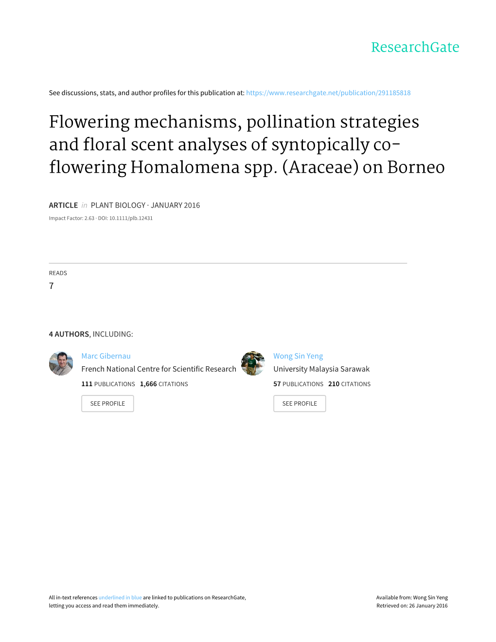 Flowering Homalomena Spp. (Araceae) on Borneo