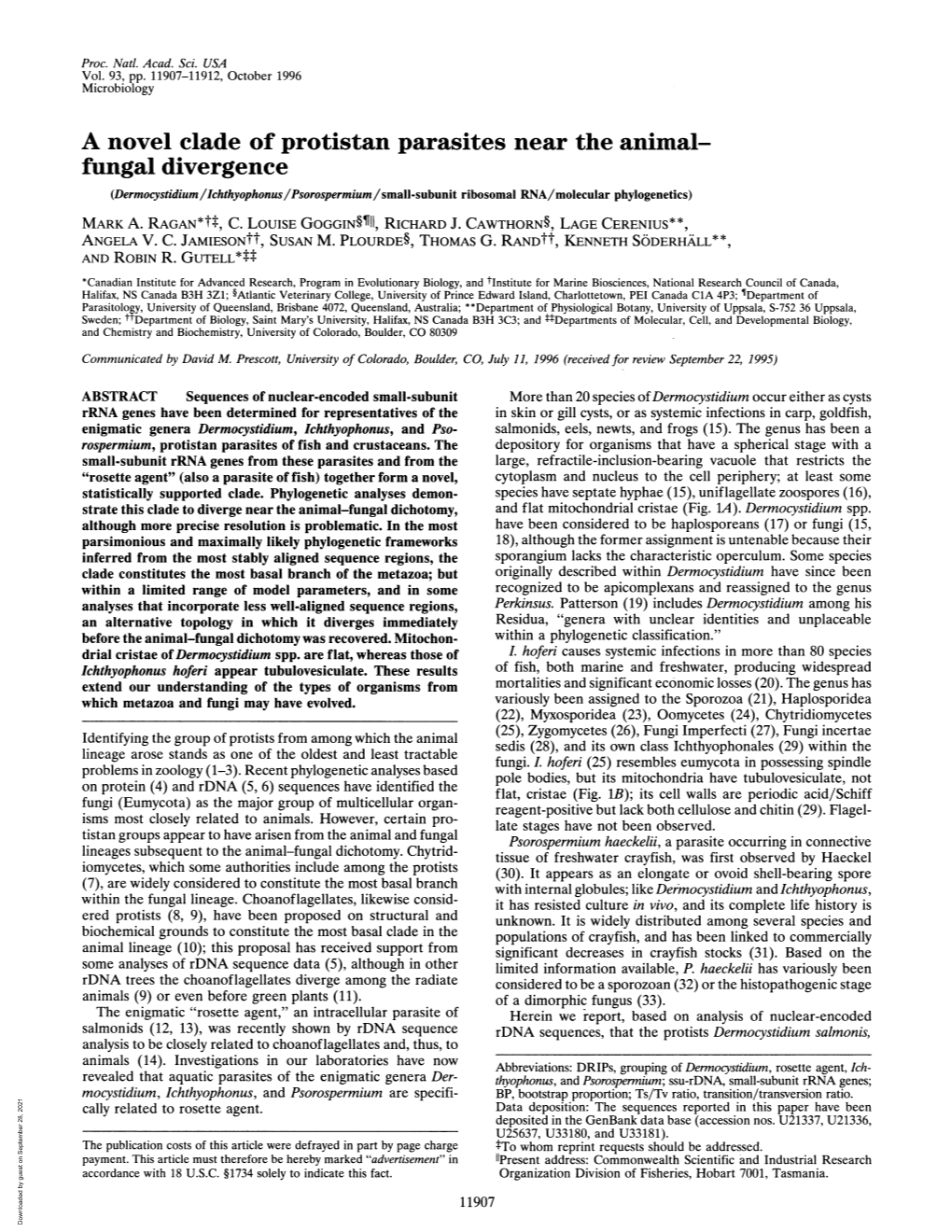 Fungal Divergence (Dermocystidium/Ichthyophonus/Psorospermium/Small-Subunit Ribosomal RNA/Molecular Phylogenetics) MARK A