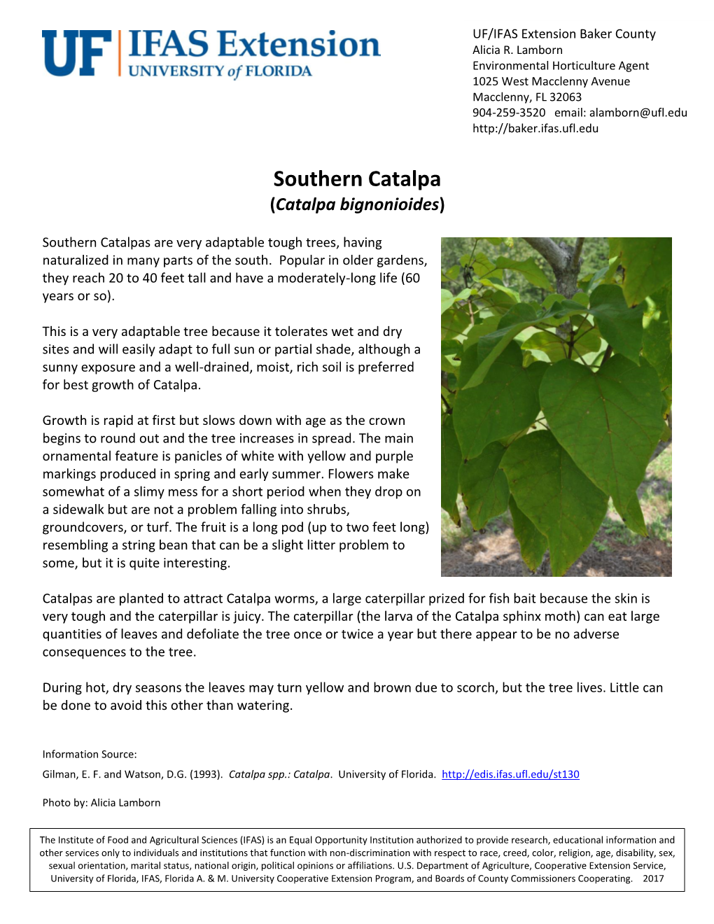 Southern Catalpa (Catalpa Bignonioides)