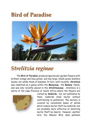 The Bird of Paradise Produces Spectacular Garden Flowers With
