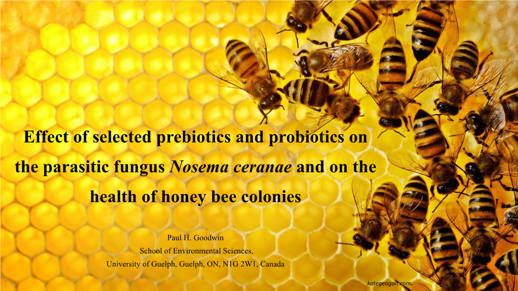 Effect of Selected Prebiotics and Probiotics on the Parasitic Fungus Nosema Ceranae and on the Health of Honey Bee Colonies