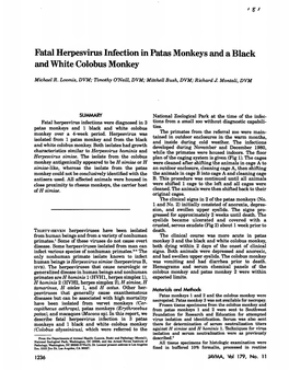Fatal Herpesvirus Infection in Patas Monkeys and a Black and White Colobus Monkey