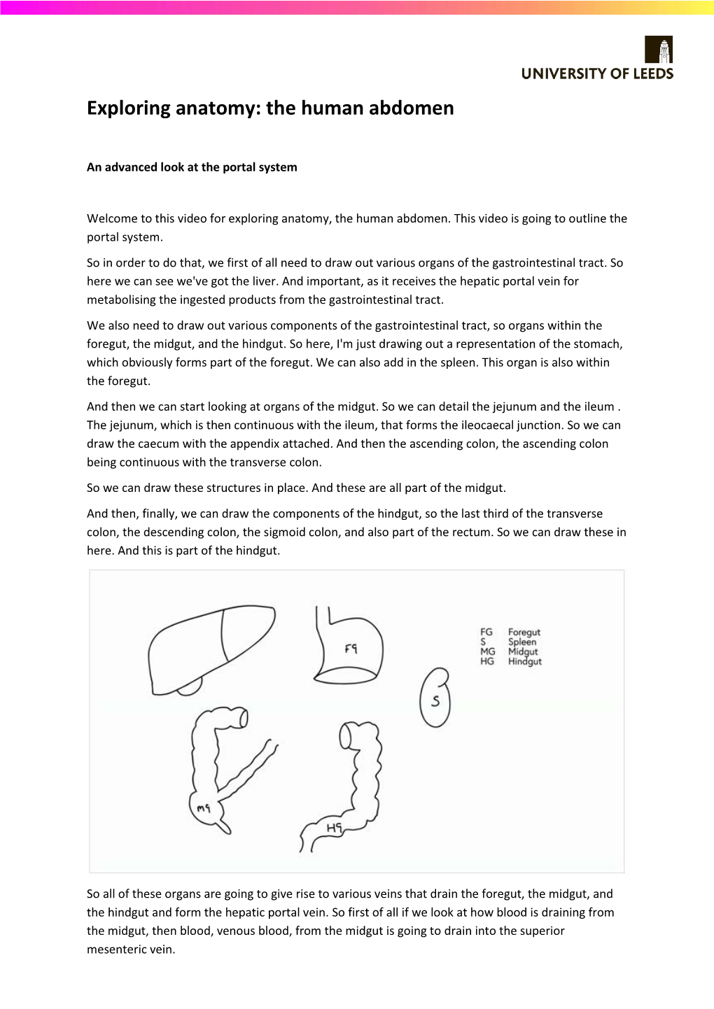 Exploring Anatomy: the Human Abdomen