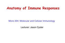 Anatomy of Immune Responses