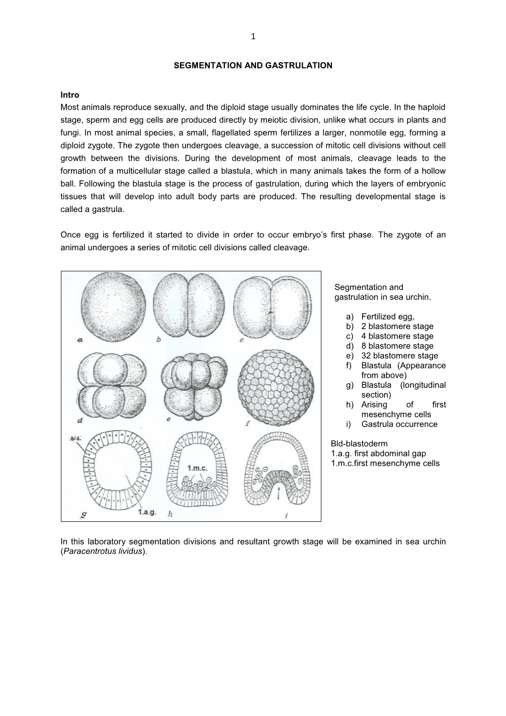 SEGMENTATION and GASTRULATION Intro Most Animals