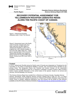 Recovery Potential Assessment for Yellowmouth Rockfish (Sebastes Reedi) Along the Pacific Coast of Canada