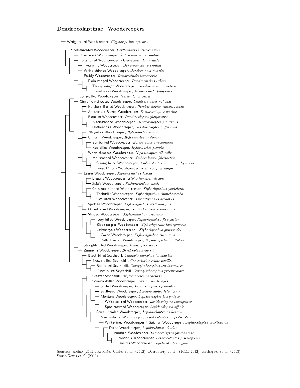 Dendrocolaptinae Species Tree