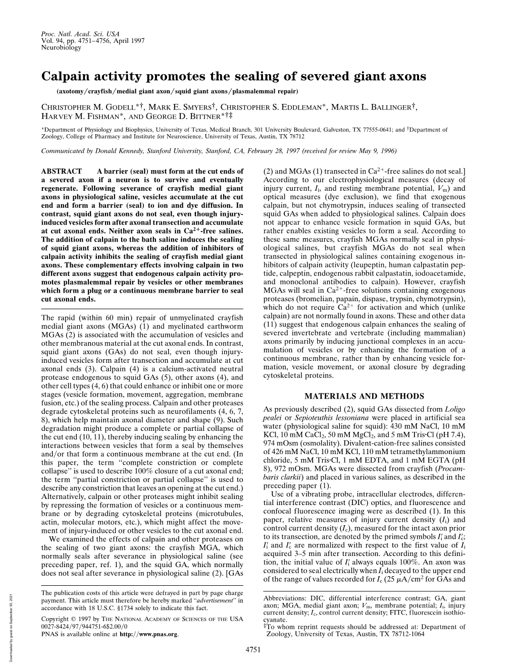 Calpain Activity Promotes the Sealing of Severed Giant Axons (Axotomy͞crayfish͞medial Giant Axon͞squid Giant Axons͞plasmalemmal Repair)