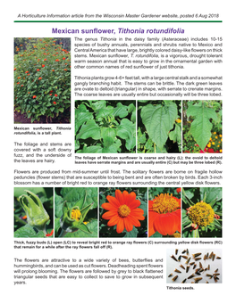 Mexican Sunflower, Tithonia Rotundifolia