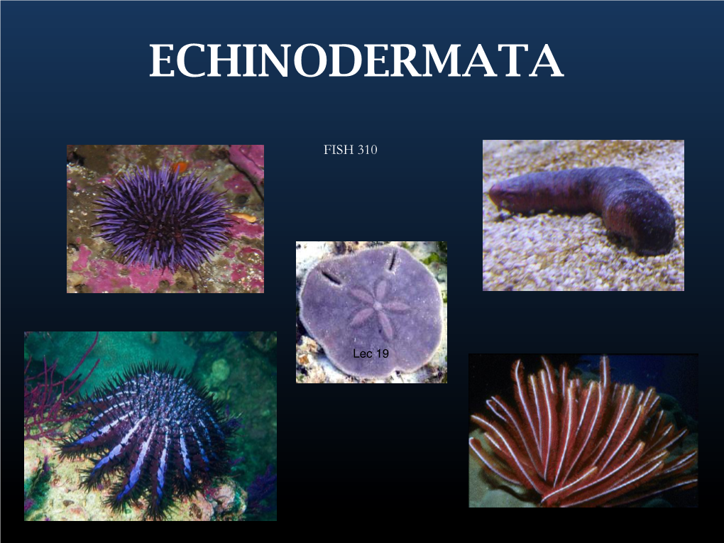 Echinodermata