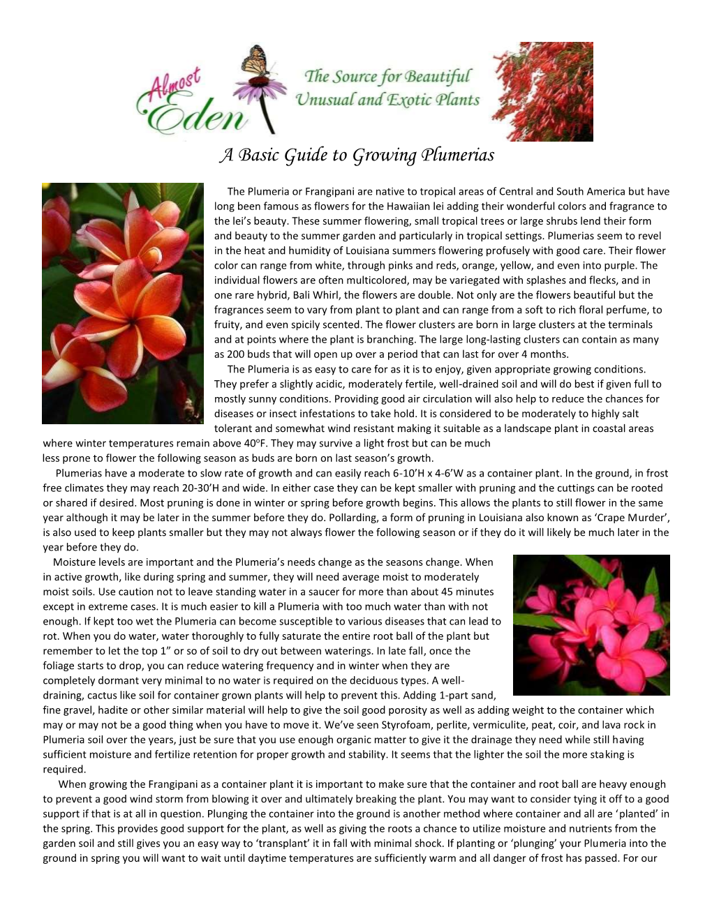 Plumeria Or Frangipani Growing Guide