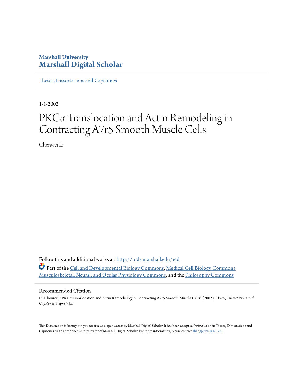PKCÎ± Translocation and Actin Remodeling in Contracting A7r5