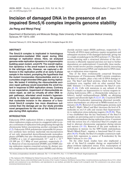 Incision of Damaged DNA in the Presence of an Impaired Smc5/6 Complex Imperils Genome Stability Jie Peng and Wenyi Feng*