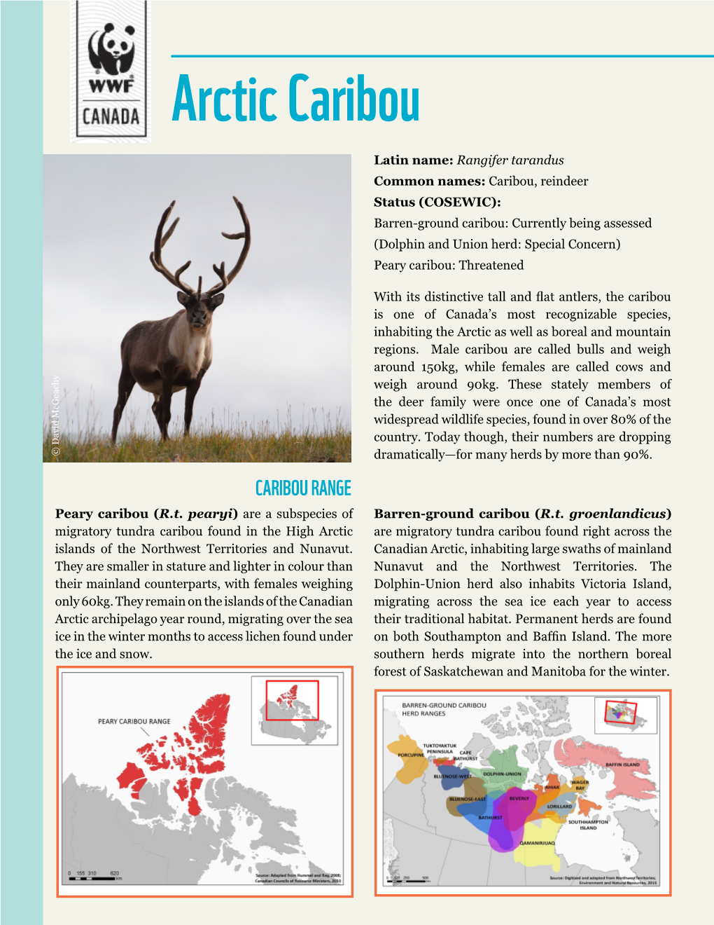 Arctic Caribou