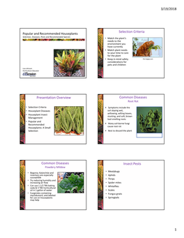 Popular and Recommended Houseplants 6-Slide