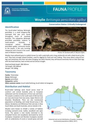 Woylie Or Brush-Tailed Bettong