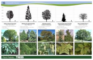 Plant Palette - Trees 50’-0”
