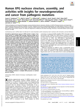 Human XPG Nuclease Structure, Assembly, and Activities with Insights for Neurodegeneration and Cancer from Pathogenic Mutations