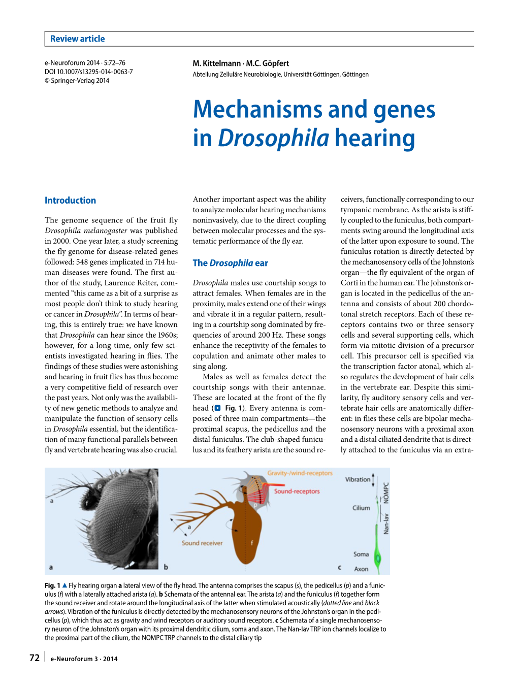 Mechanisms and Genes in Drosophila Hearing