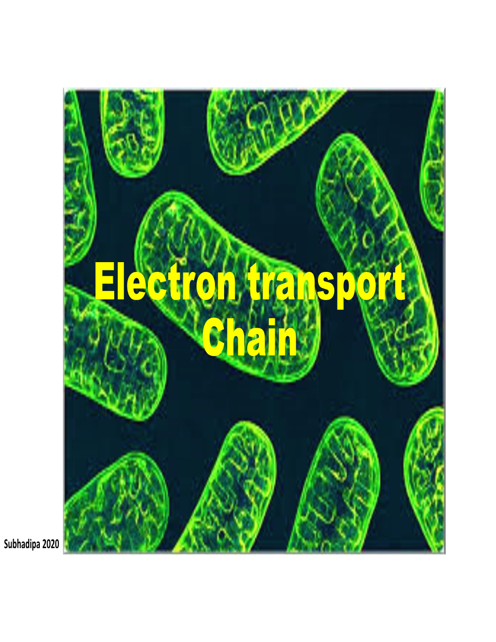 Electron Transport Chain