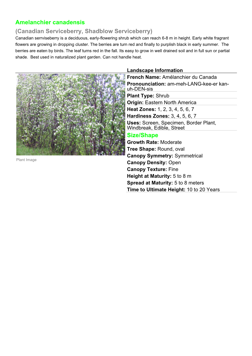 Amelanchier Canadensis (Canadian Serviceberry, Shadblow Serviceberry) Canadian Serrviseberry Is a Deciduous, Early-Flowering Shrub Which Can Reach 6-8 M in Height