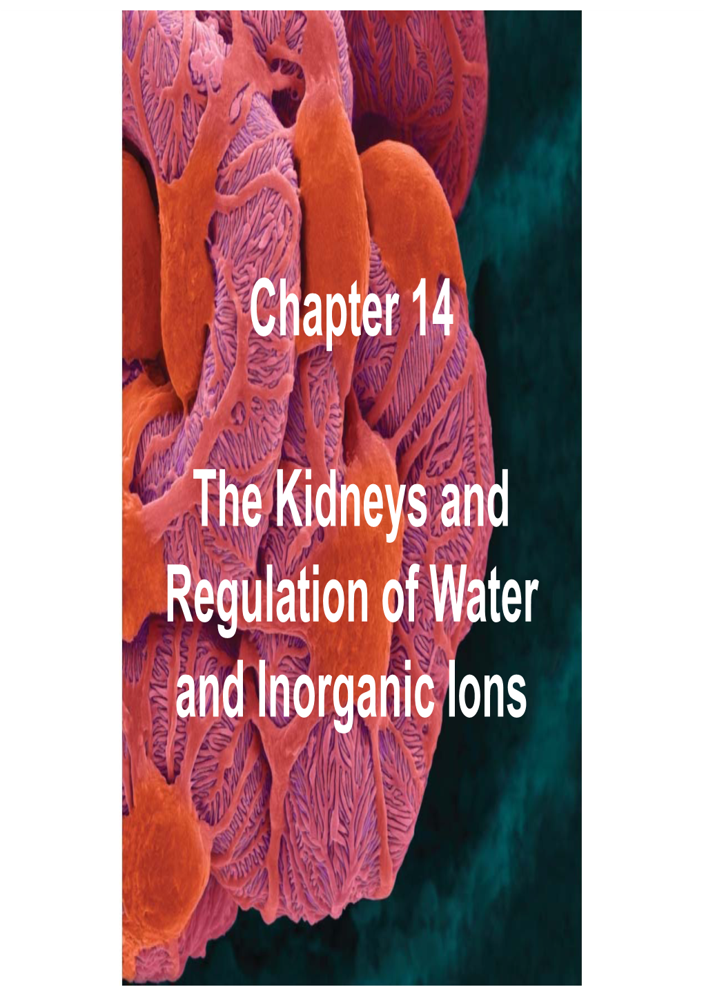 Chapter 14 the Kidneys and Regulation of Water and Inorganic