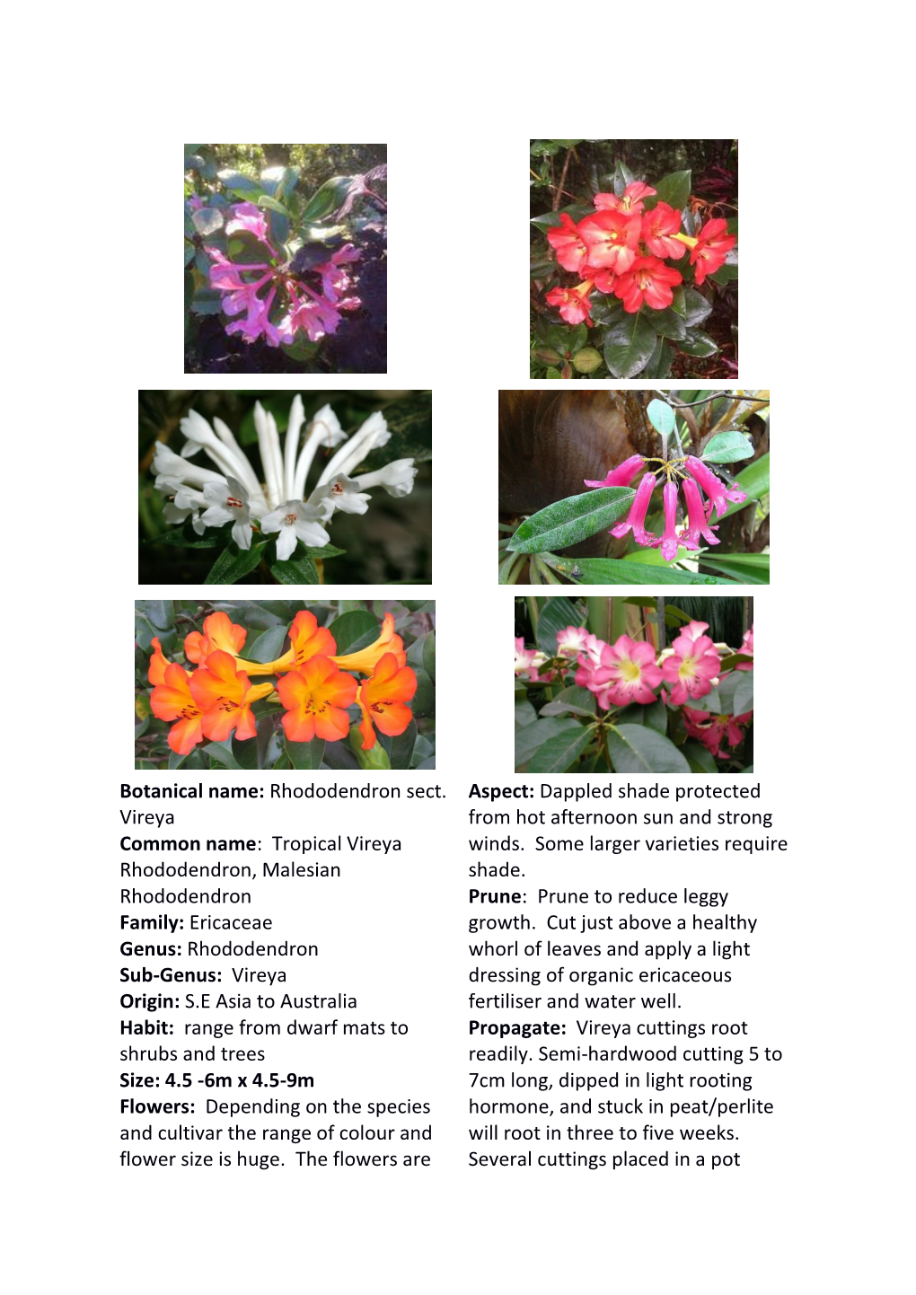 Botanical Name: Rhododendron Sect. Vireya Common Name: Tropical