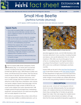 Small Hive Beetle [Aethina Tumida (Murray)] Lori R