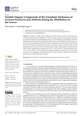 Volatile Organic Compounds of the Glandular Trichomes of Ocimum Basilicum and Artifacts During the Distillation of the Leaves