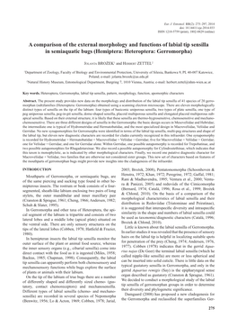 A Comparison of the External Morphology and Functions of Labial Tip Sensilla in Semiaquatic Bugs (Hemiptera: Heteroptera: Gerromorpha)