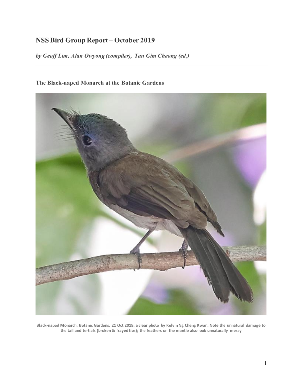 NSS Bird Group Report – October 2019 by Geoff Lim, Alan Owyong (Compiler), Tan Gim Cheong (Ed.)