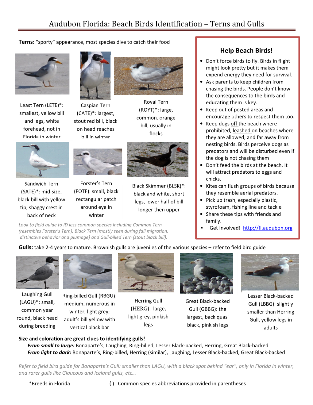 Beach Birds Identification – Terns and Gulls