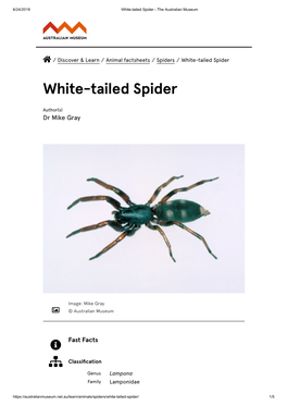 White-Tailed Spider - the Australian Museum
