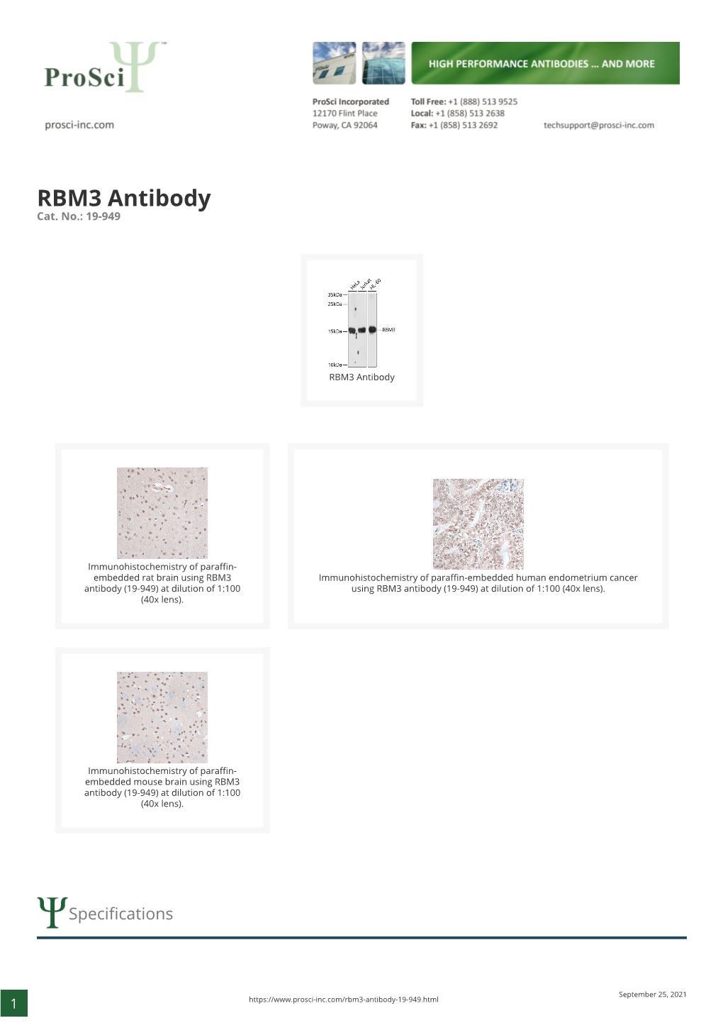 RBM3 Antibody Cat