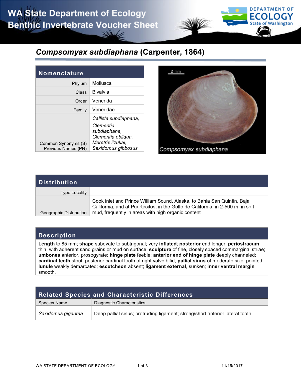 Compsomyax Subdiaphana (Carpenter, 1864)