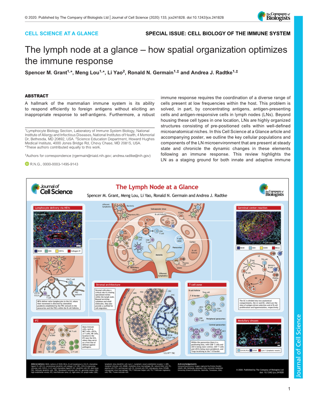The Lymph Node at a Glance – How Spatial Organization Optimizes the Immune Response Spencer M