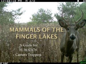 Mammals of the Finger Lakes ID Guide