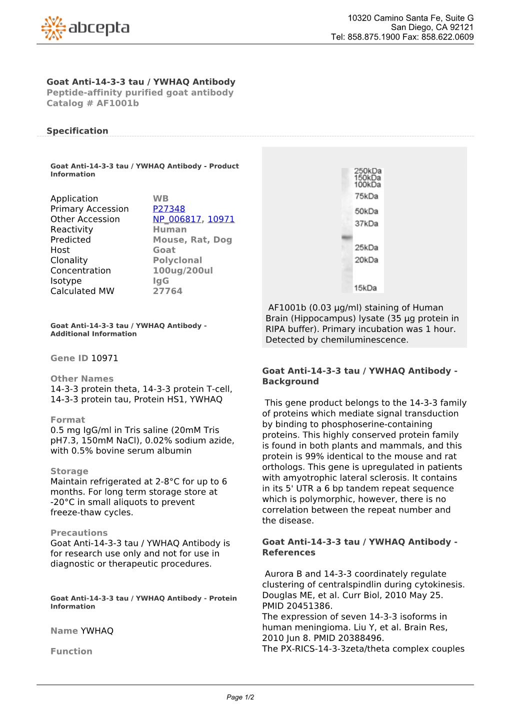 Goat Anti-14-3-3 Tau / YWHAQ Antibody Peptide-Affinity Purified Goat Antibody Catalog # Af1001b