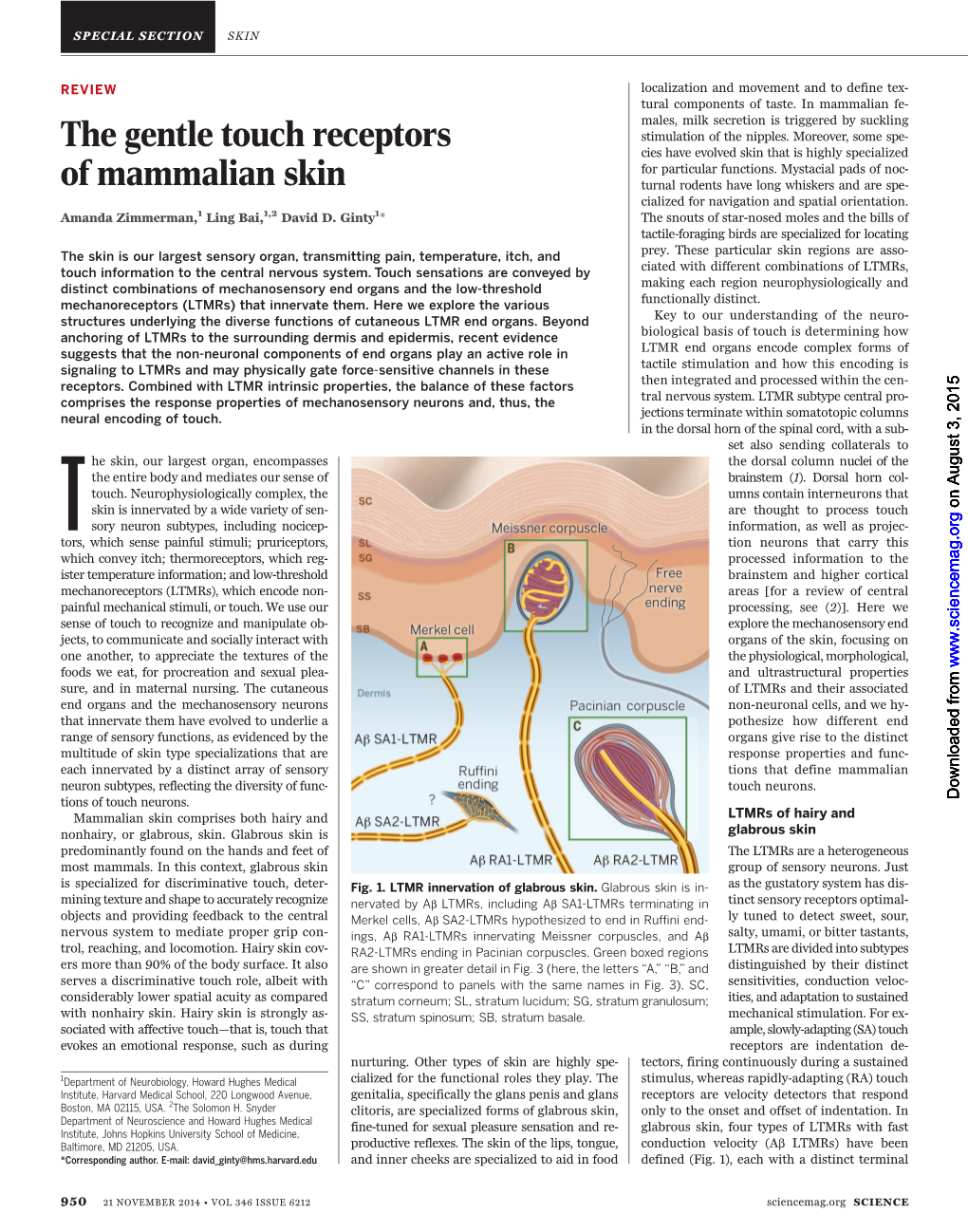 The Gentle Touch Receptors of Mammalian Skin Amanda Zimmerman Et Al